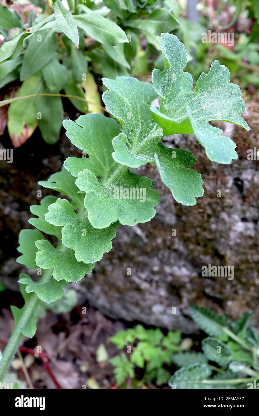 Asarina procumbens leaves only trailing snapdragon – whorls of thick green kidney-shaped shallow lobed leaves, May, England, UK Stock Photo