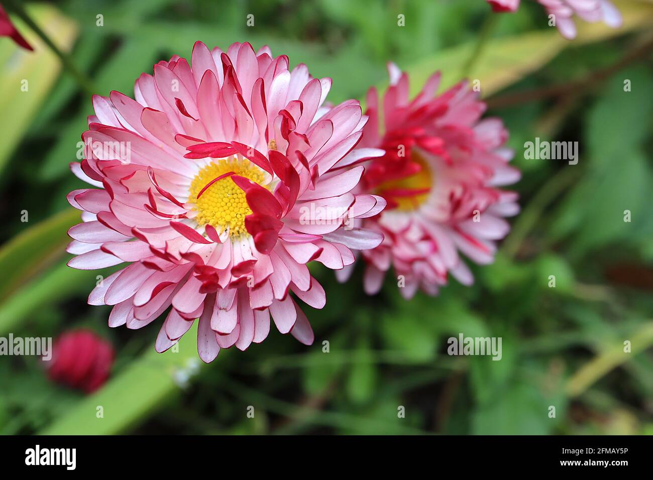 Bellis perennis ‘Bam Bam Red’ Double daisy – bicolored flowers with red outer petals and white inner petals,  May, England, UK Stock Photo