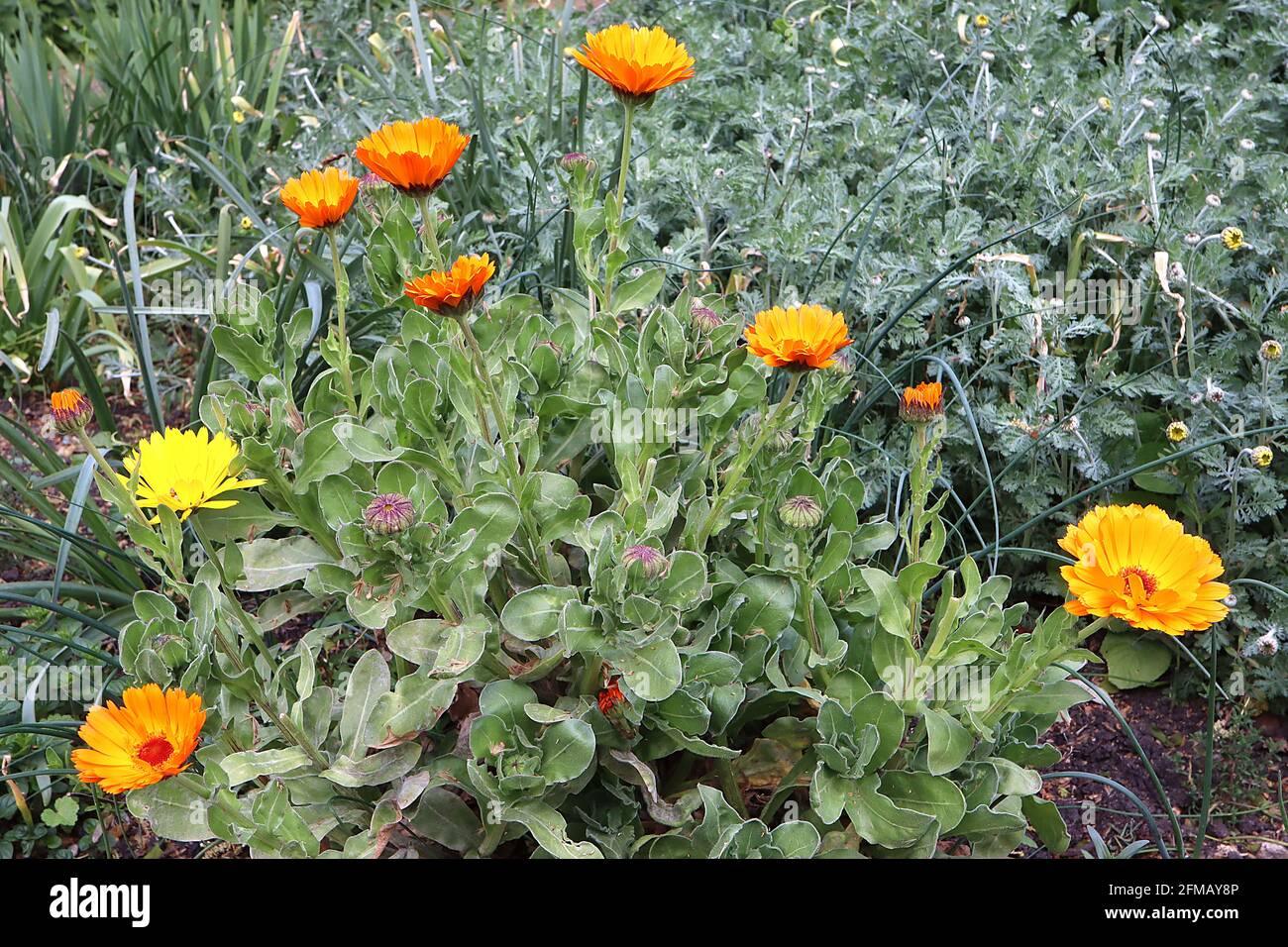 Calendula officinalis  Pot marigold – orange and yellow daisy-like flowers with medicinal properties,  May, England, UK Stock Photo