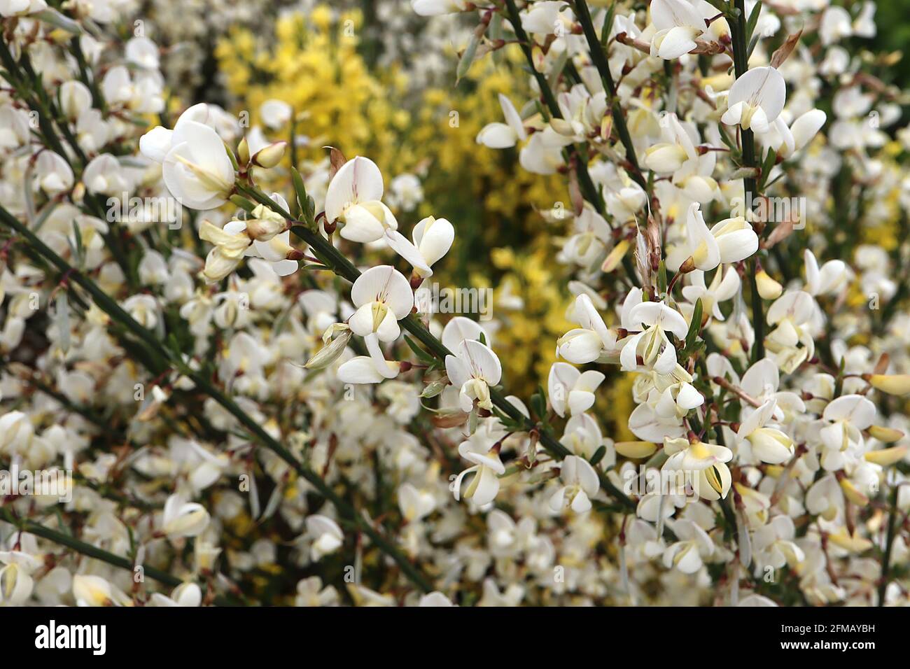 Cytisus x praecox ‘Albus’ Cytisus praecox / broom ‘Allgold’  white and yellow pea-like flowers, May, England, UK Stock Photo