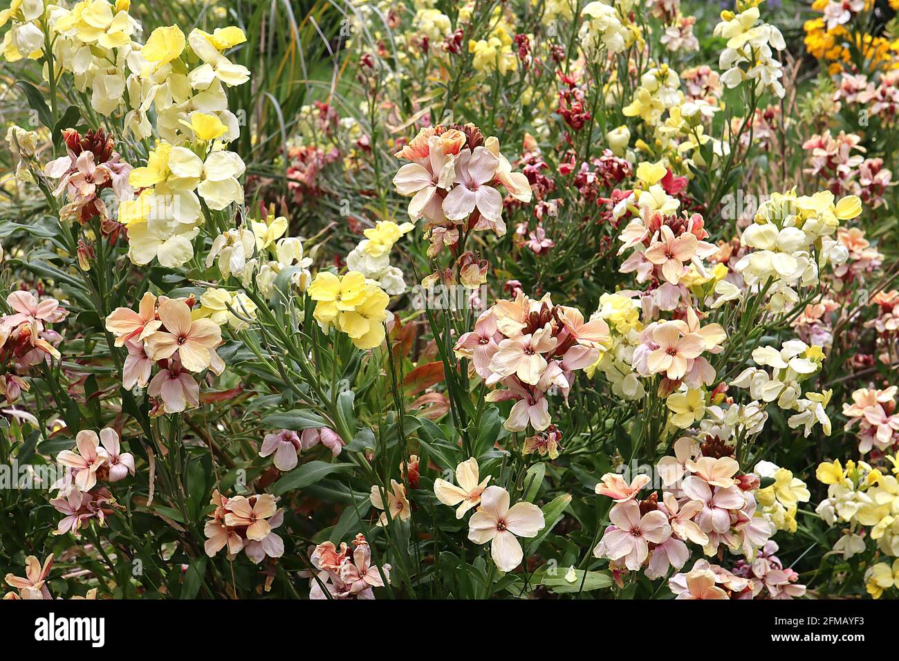 Erysimum cheiri ‘John Codrington’ Wallflower John Codrington – cream, yellow, apricot and pale pink flowers, May, England, UK Stock Photo