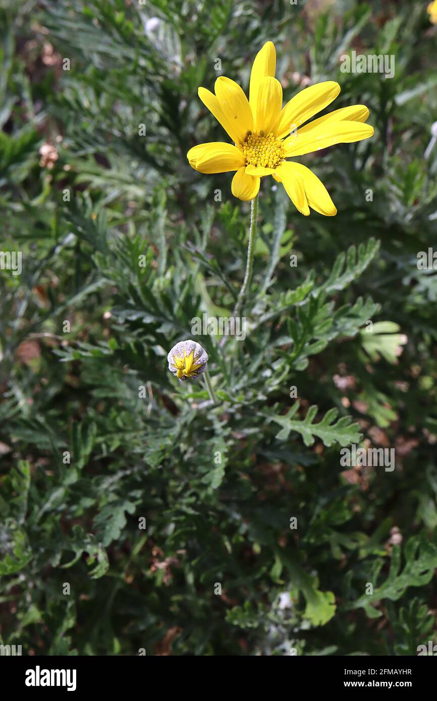 Euryops pectinatus Grey-leaved euryops – bright yellow daisy-like flower above fern-like leaves, May, England, UK Stock Photo