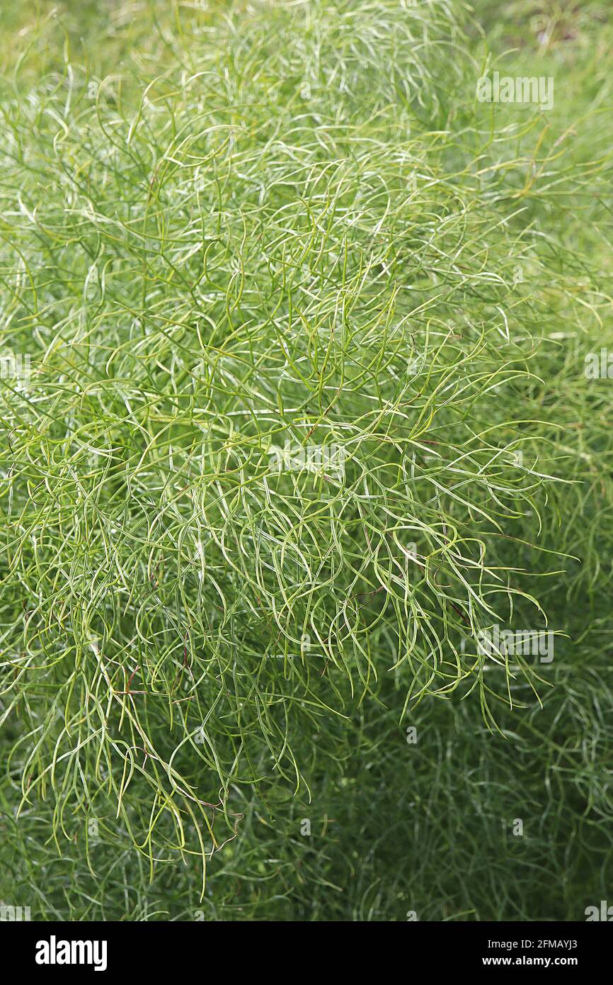 Ferula communis ‘Gigantea’ leaves only Giant fennel mound of wispy