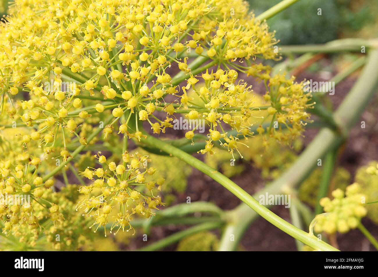 Ferula communis Gigantea’ flowers only Giant fennel – yellow umbellifer flowers on very thick stems,  May, England, UK Stock Photo