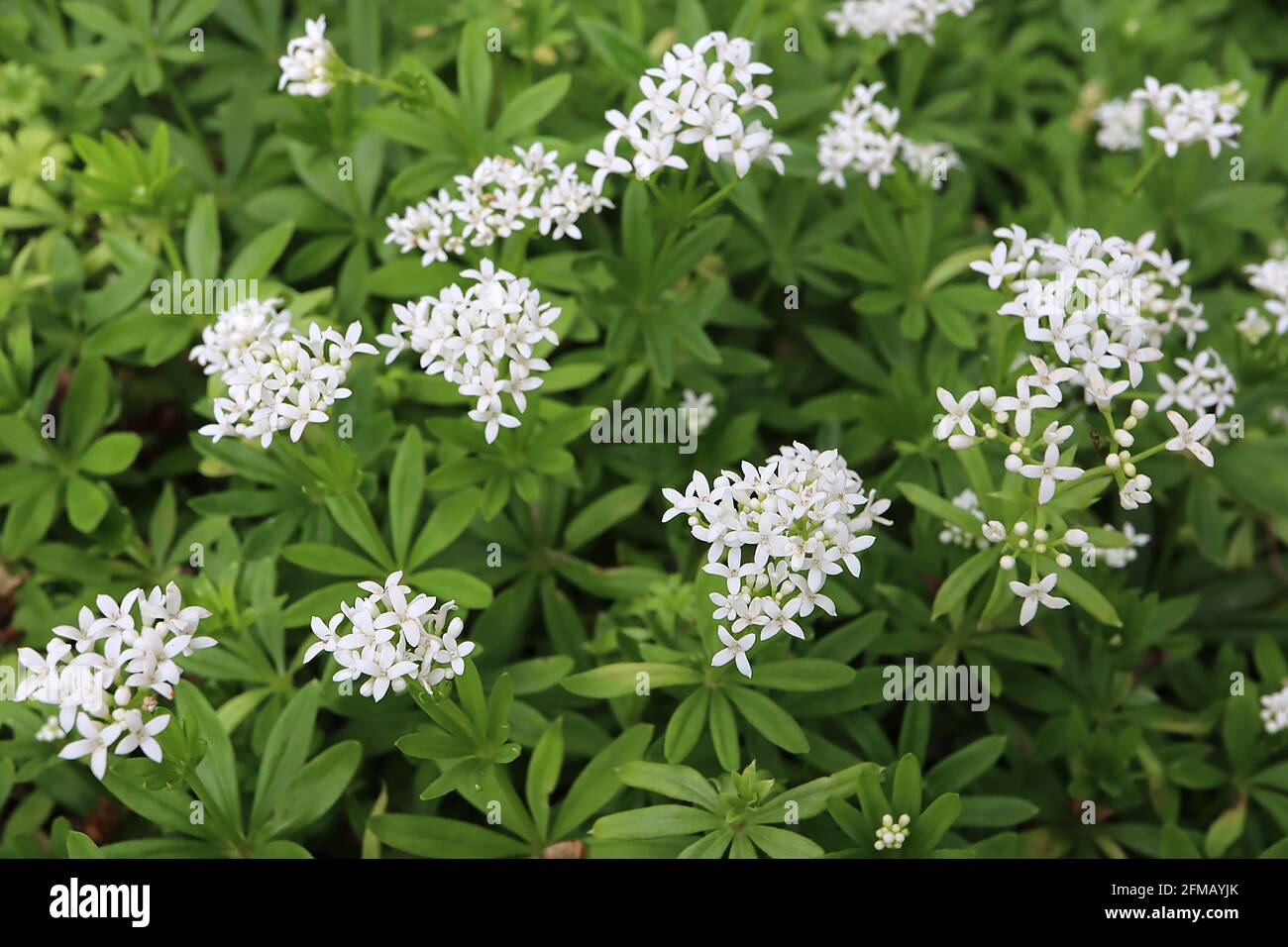 Galium odoratum Sweet woodruff – white star-shaped flowers and dark green lance-shaped leaves,  May, England, UK Stock Photo