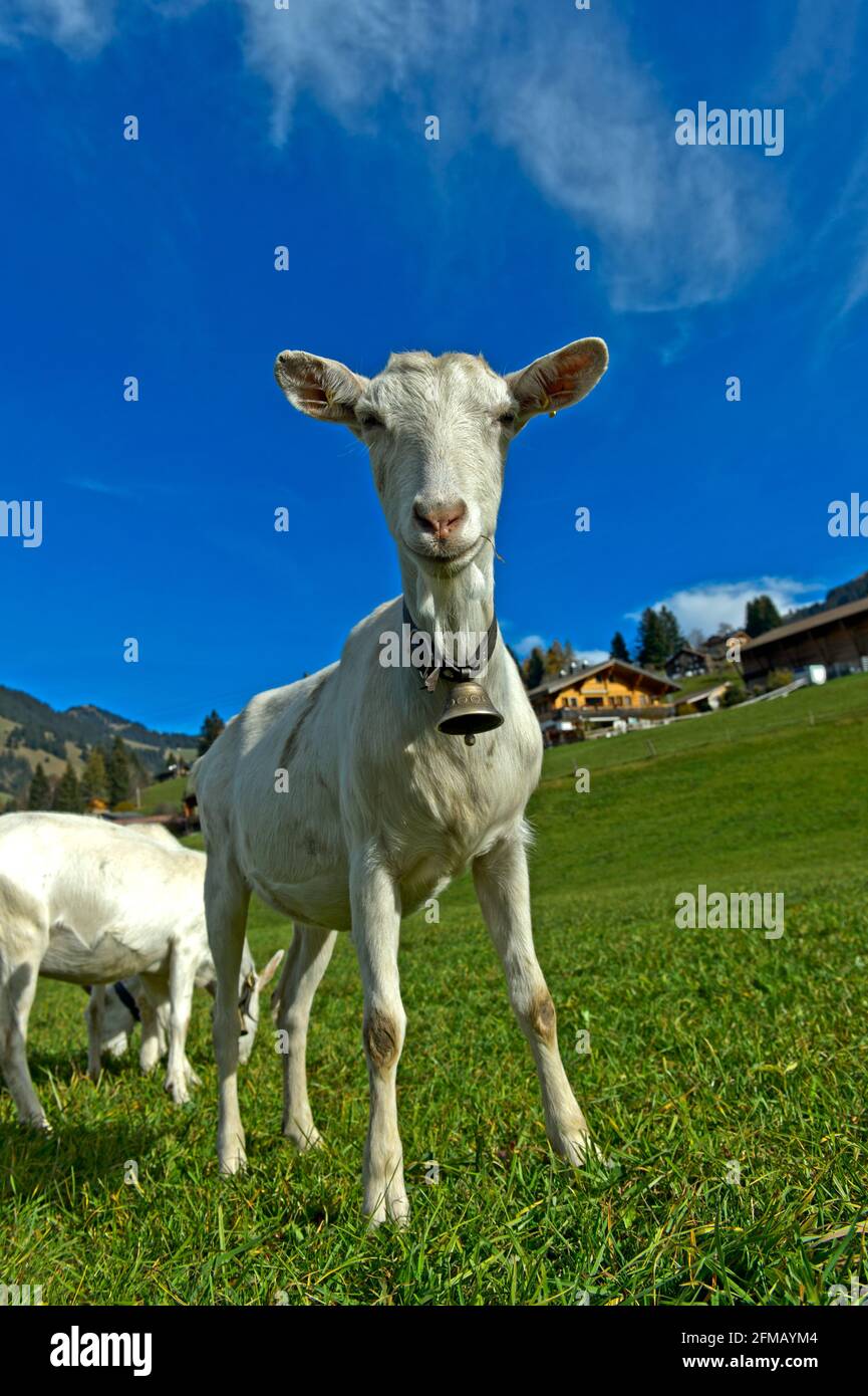 Unhorned Saanen goat with bell, Saanen, Obersimmental-Saanen, Canton of Bern, Switzerland Stock Photo