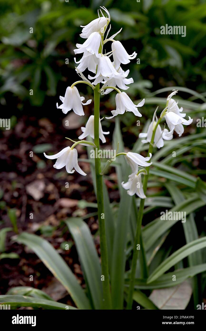 Hyacinthoides non-scripta WHITE English bluebells – white narrow tubular flowers with reflexed petals,  May, England, UK Stock Photo