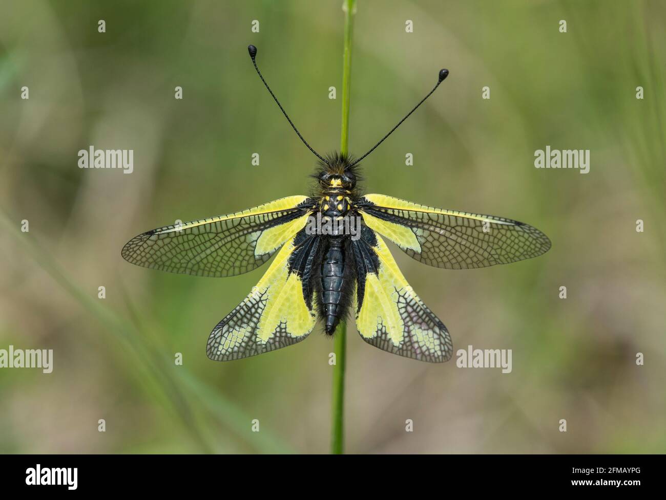 Butterfly (Libelloides coccajus), Chancy, Canton of Geneva, Switzerland Stock Photo