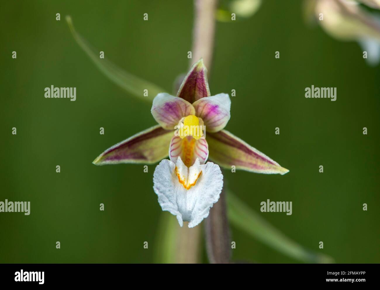 Marsh stendellum (Epipactis palustris), a terrestrial orchid (Orchidaceae), Chancy, Geneva, Switzerland Stock Photo