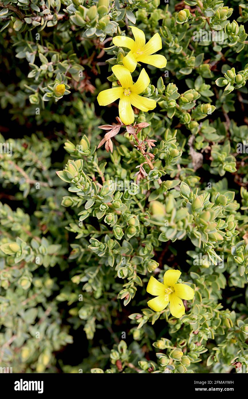 Hypericum aegypticum Egyptian St Johns wort – small yellow flowers atop whorls of pointed oval olive green leaves,  May, England, UK Stock Photo