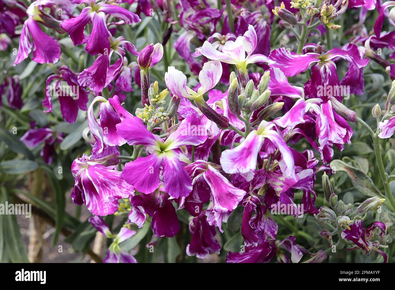 Matthiola arborescens Brompton stock – purple and white marbled flowers,  May, England, UK Stock Photo
