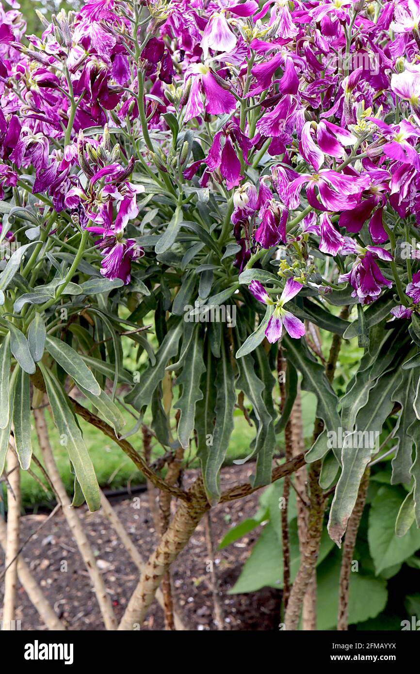 Matthiola arborescens Brompton stock – purple and white marbled flowers,  May, England, UK Stock Photo