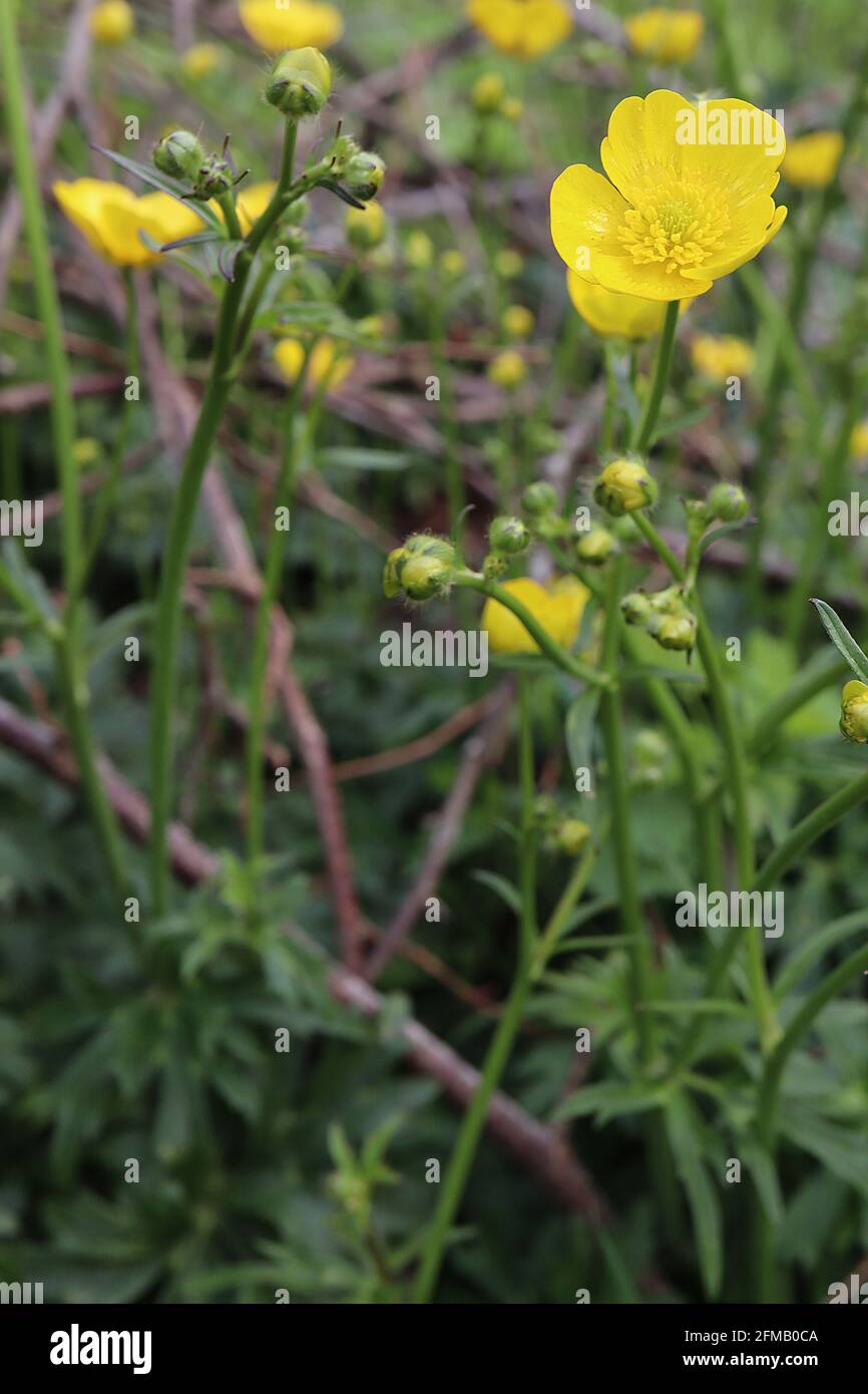Glossy Buttercup Flowers High Resolution Stock Photography and Images ...