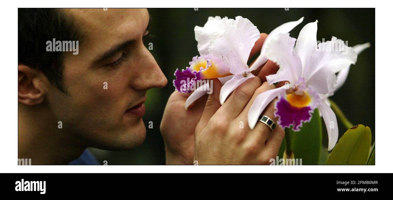 PASSION: The Irresistible Beauty of Orchids....Kew Gardens 11th annual Orchid Festival. 5 Feb - 6 March 2005.  James Beattie with a Blousey Barmaid or Brassocattleya Lindleyana.pic David Sandison 3/2/2005 Stock Photo