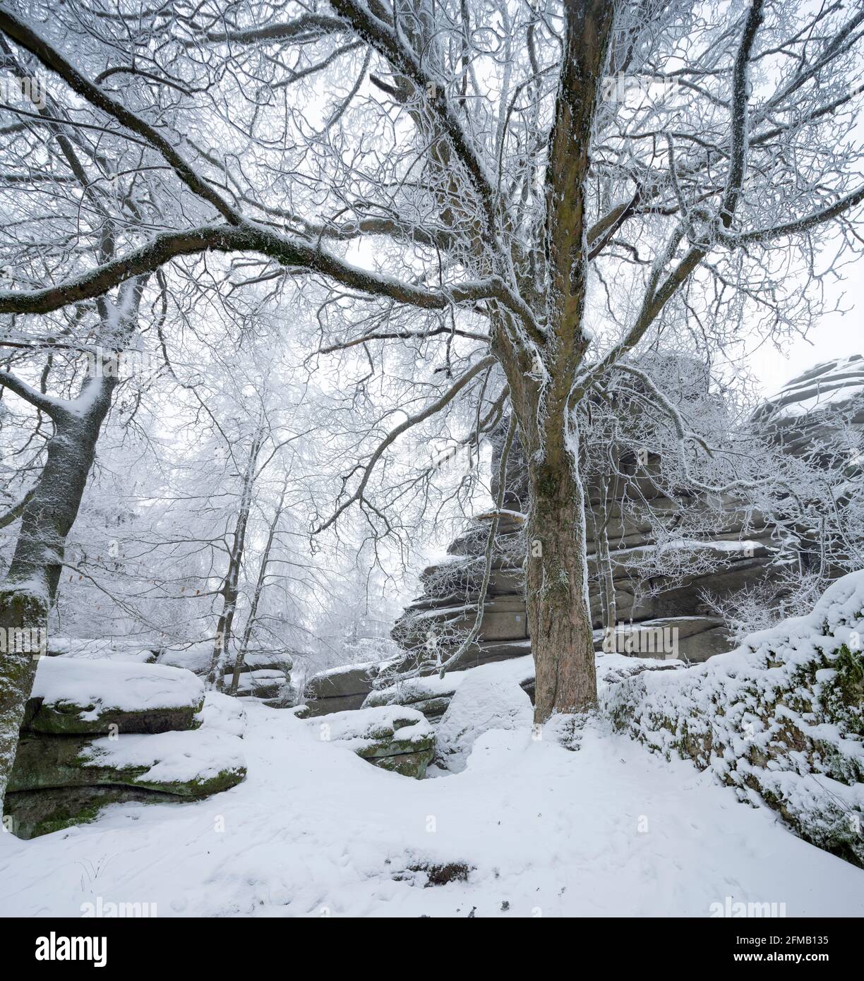 Germany, Bavaria, Franconia, Upper Franconia, Fichtel Mountains, Großer Waldstein, near-natural forest with boulders in winter with snow and hoar frost Stock Photo