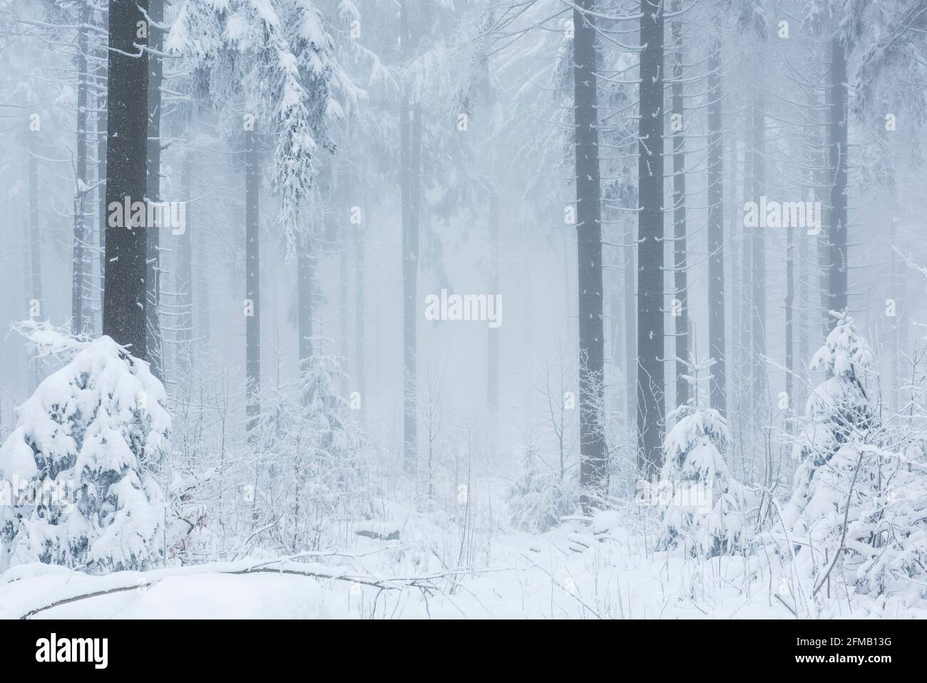 Germany, Bavaria, Franconia, Upper Franconia, Fichtelgebirge, Großer Waldstein, near-natural forest in winter with snow, hoar frost, fog Stock Photo