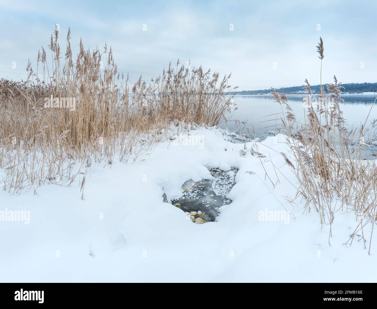 Germany, Saxony-Anhalt, Müuellen, Geiseltalsee, winter at the lake, reeds in the snow on the shore Stock Photo