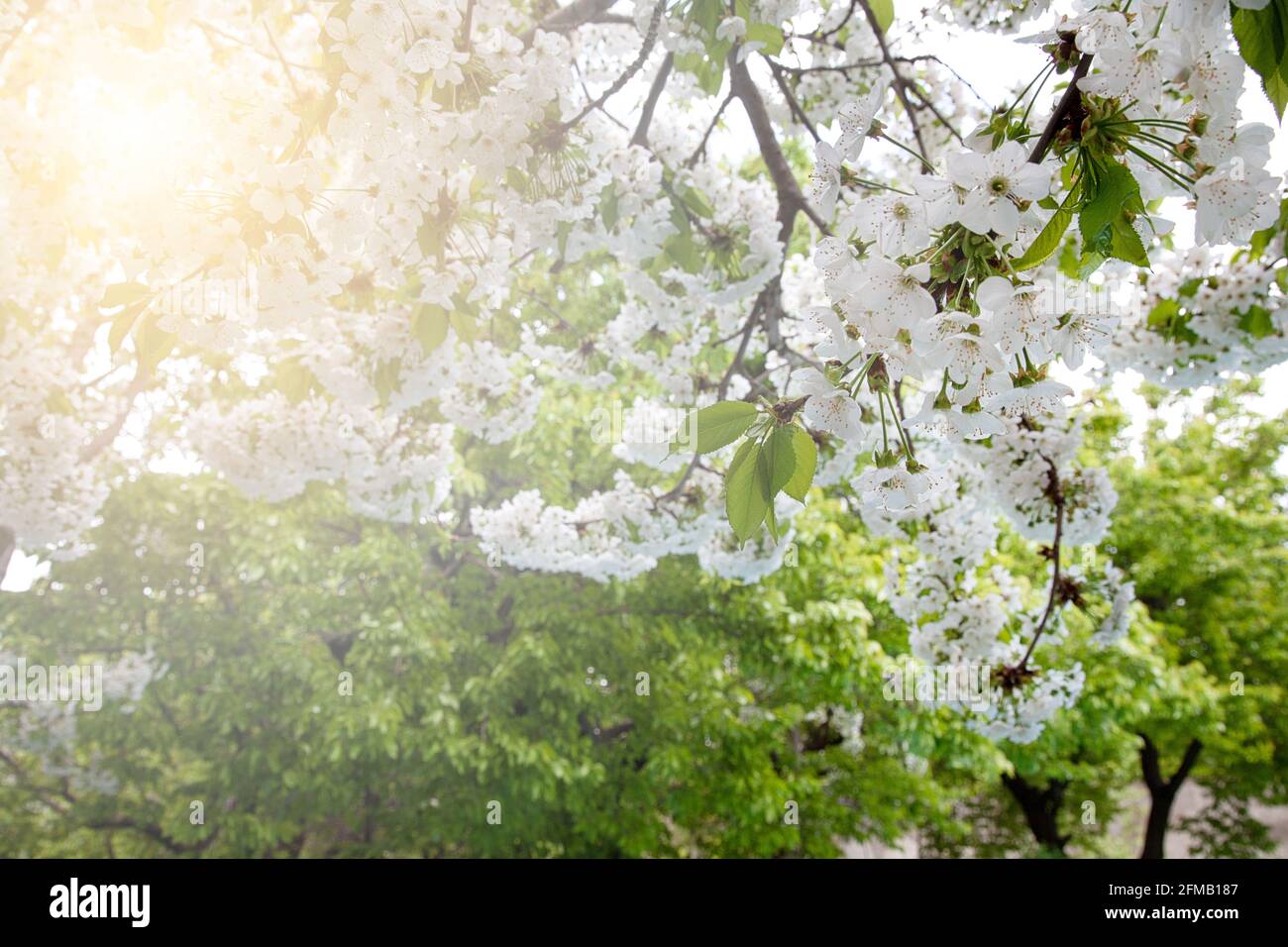 Sun rays cherry blossom garden hi-res stock photography and images - Alamy