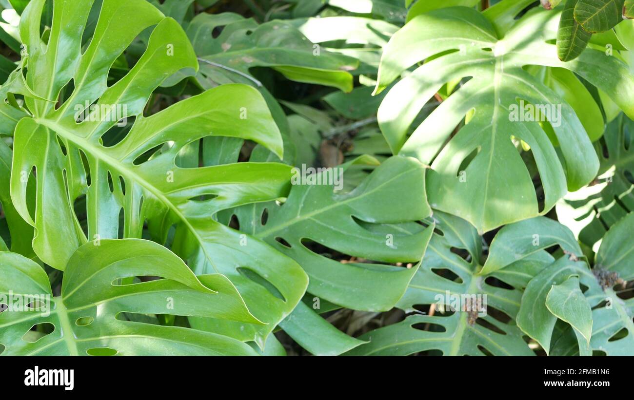 liguster atrovirens breite Ligustrum vulgare 'Atrovirens' Mehrstämmig / Strauch