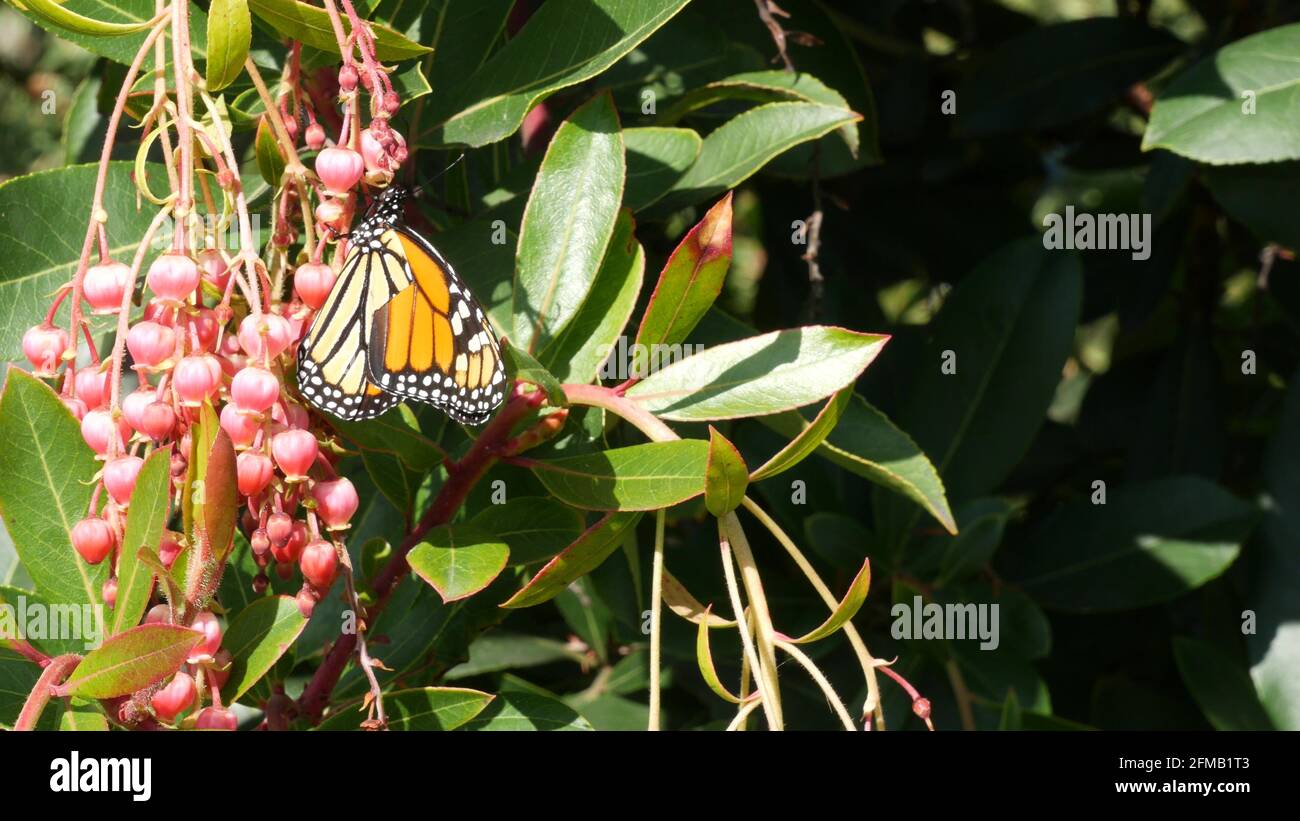 Strawberry tree butterfly hires stock photography and images Alamy