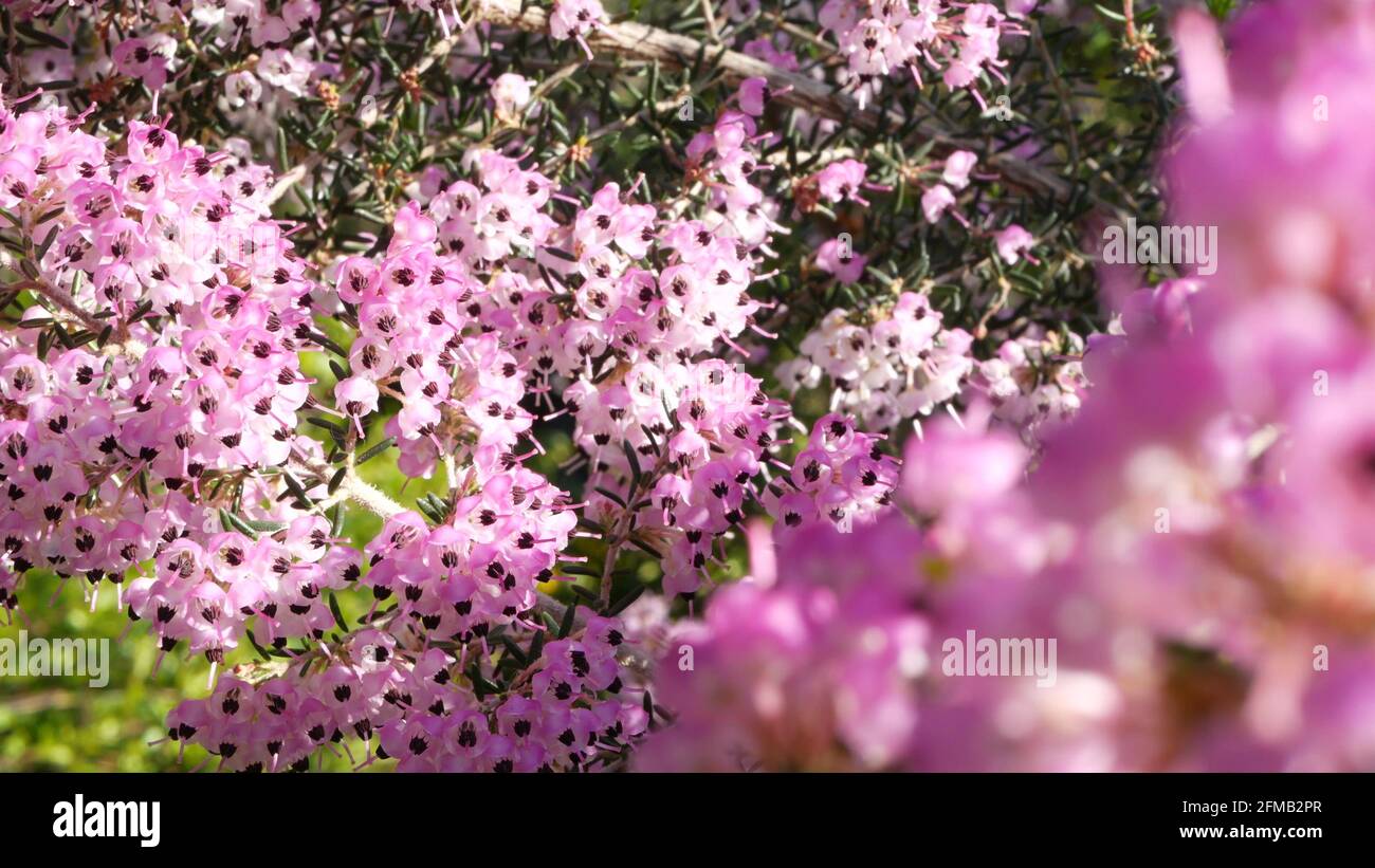 Heath tree pink flowers, California USA. Erica arborea briar root springtime bloom. Home gardening, american decorative ornamental houseplant, natural botanical atmosphere. Lilac mauve spring blossom. Stock Photo
