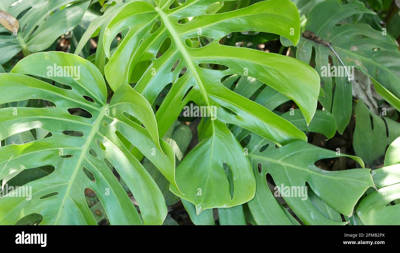 philodendron hederacium Philodendron hederaceum 'Aureum' AKA “Lemon Lime Philodendron” – The Plant  Lady SF main image 1