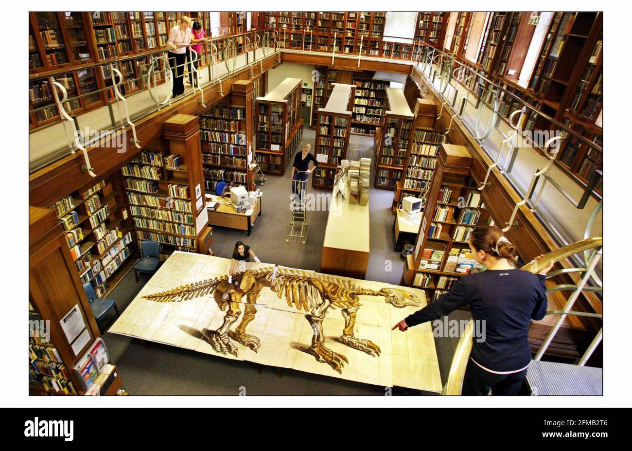 The Natural History Museum will be displaying its largest drawing for the first time ever as part of Inside Out, Big Draw 2004, a program of nationwide drawing events.The picture of a giant sloth by George Scharf (1788-1860) was always known to be in the collection. Measuring 2.46 x 5.7 meters. pic David Sandison 15/10/2004 Stock Photo