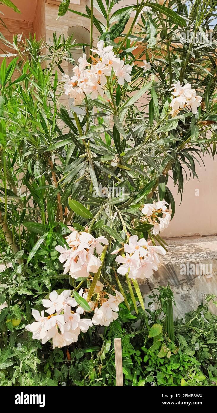 Structure Of The Oleander Plant High Resolution Stock Photography and ...