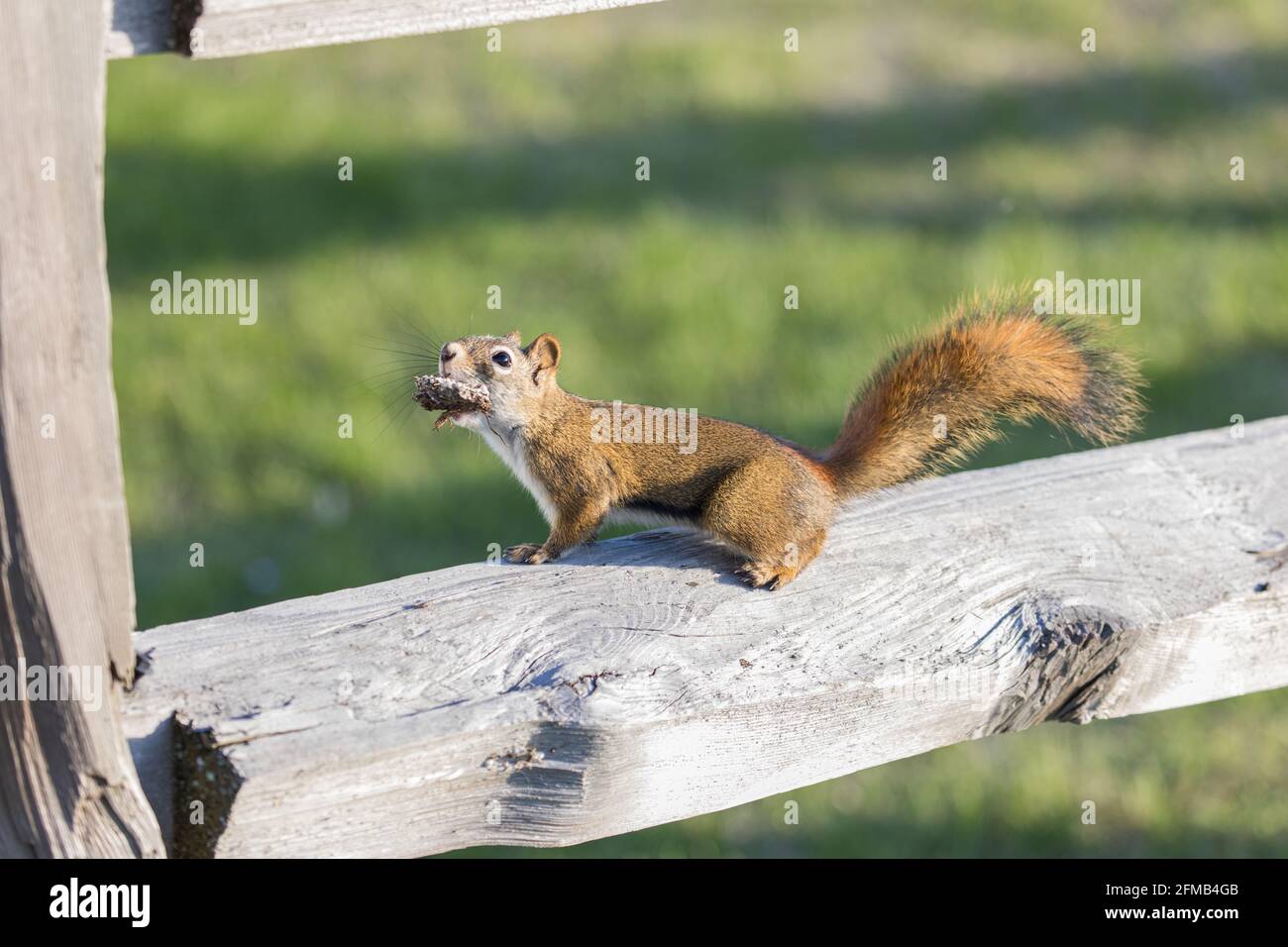 An American tree squirrel in Alaska Stock Photo