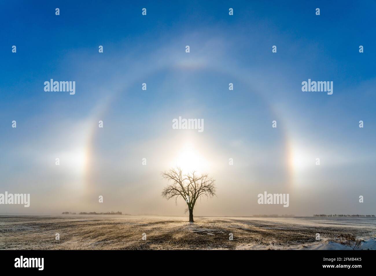 Sundogs and a lone tree on the prairies at Myrtle, Manitoba, Canada. Stock Photo
