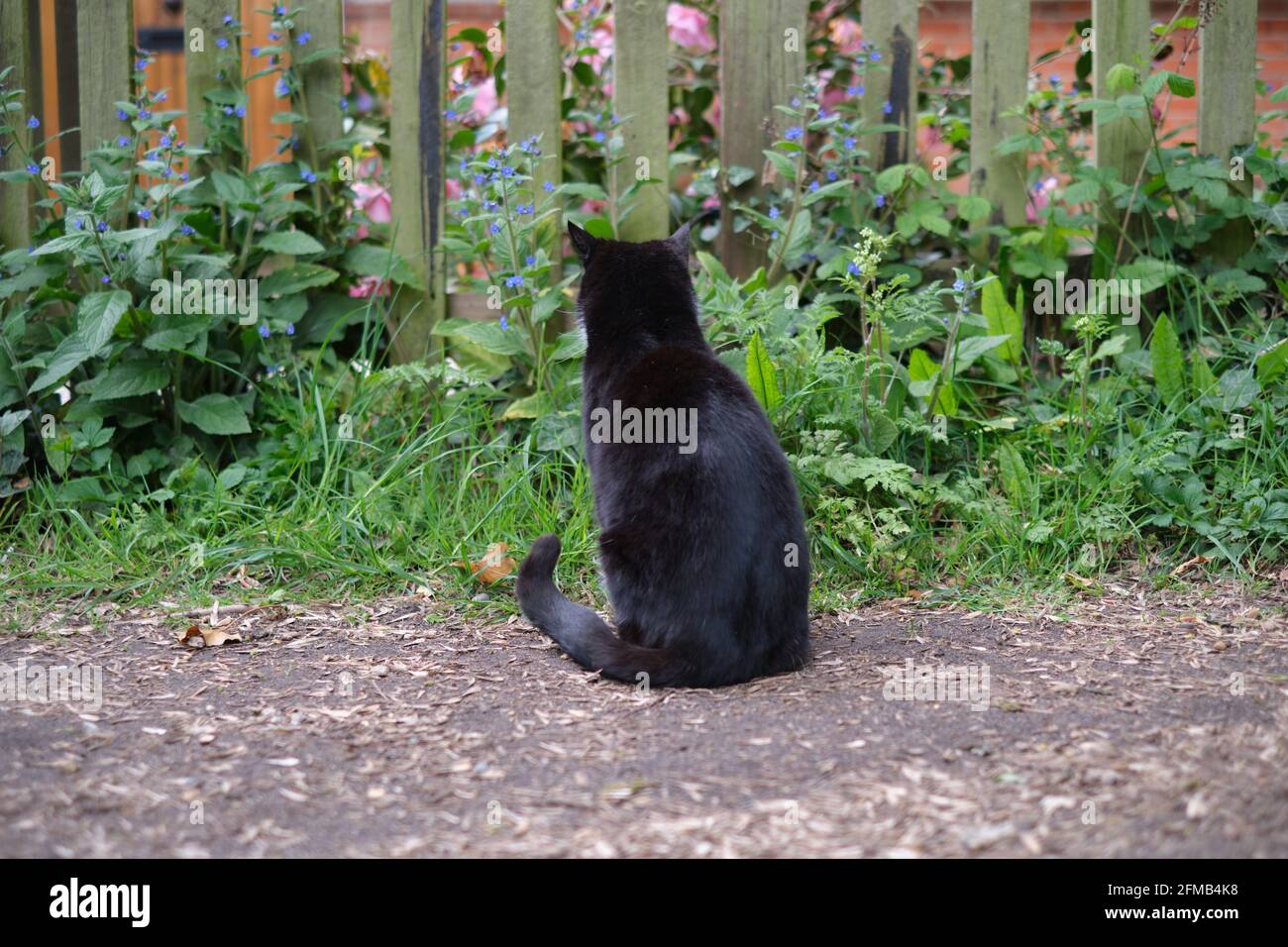 Back view black cat sitting hi-res stock photography and images - Alamy