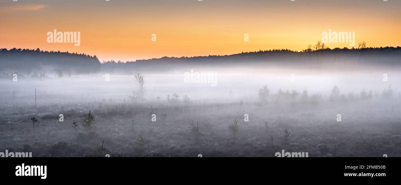 Germany, Mecklenburg-Western Pomerania, Müritz National Park, Serrahn sub-area, morning fog in the moor at sunrise, cotton grass in bloom, panorama Stock Photo