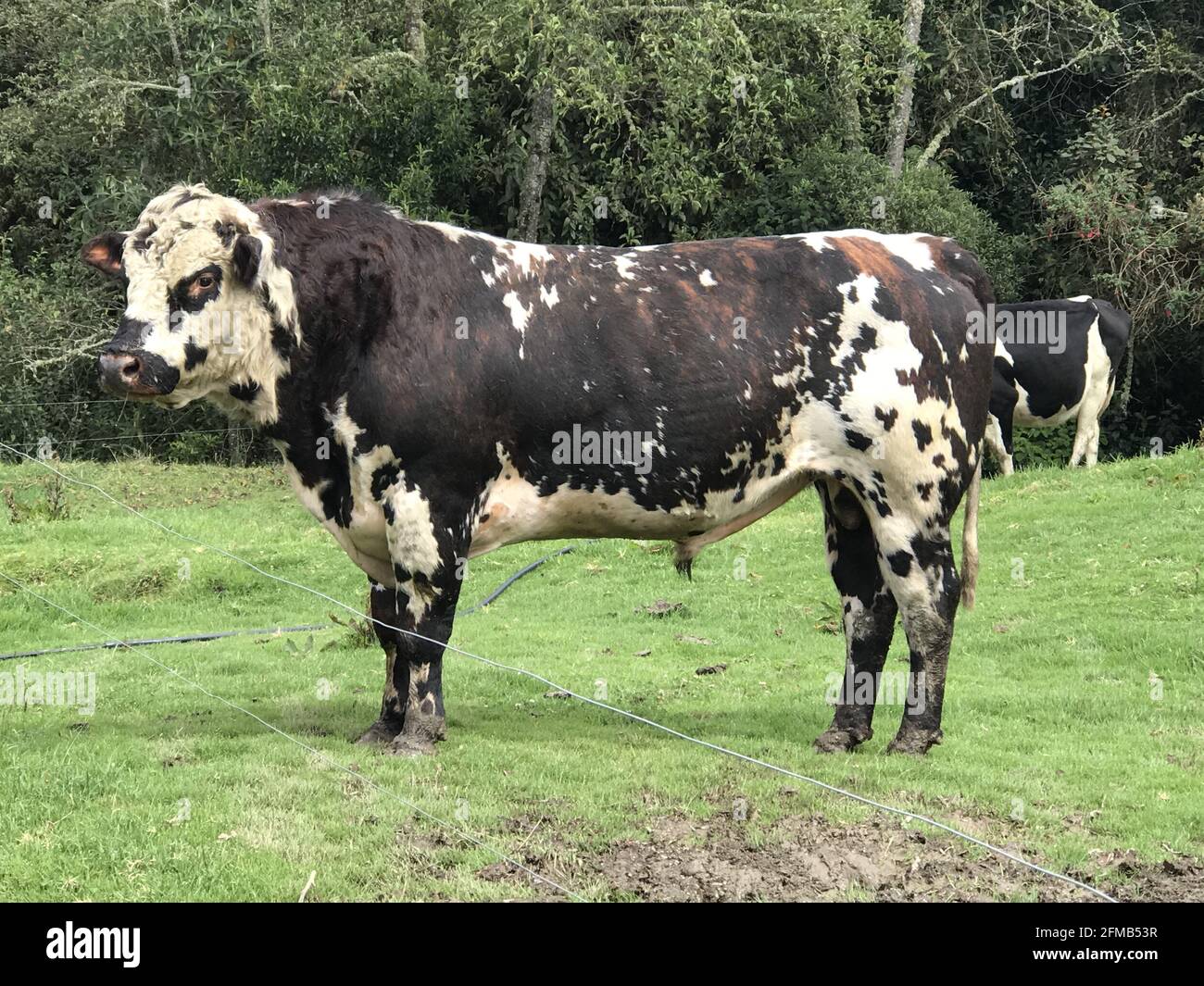 Closeup shot of a big white and black spotted cow in a green field ...
