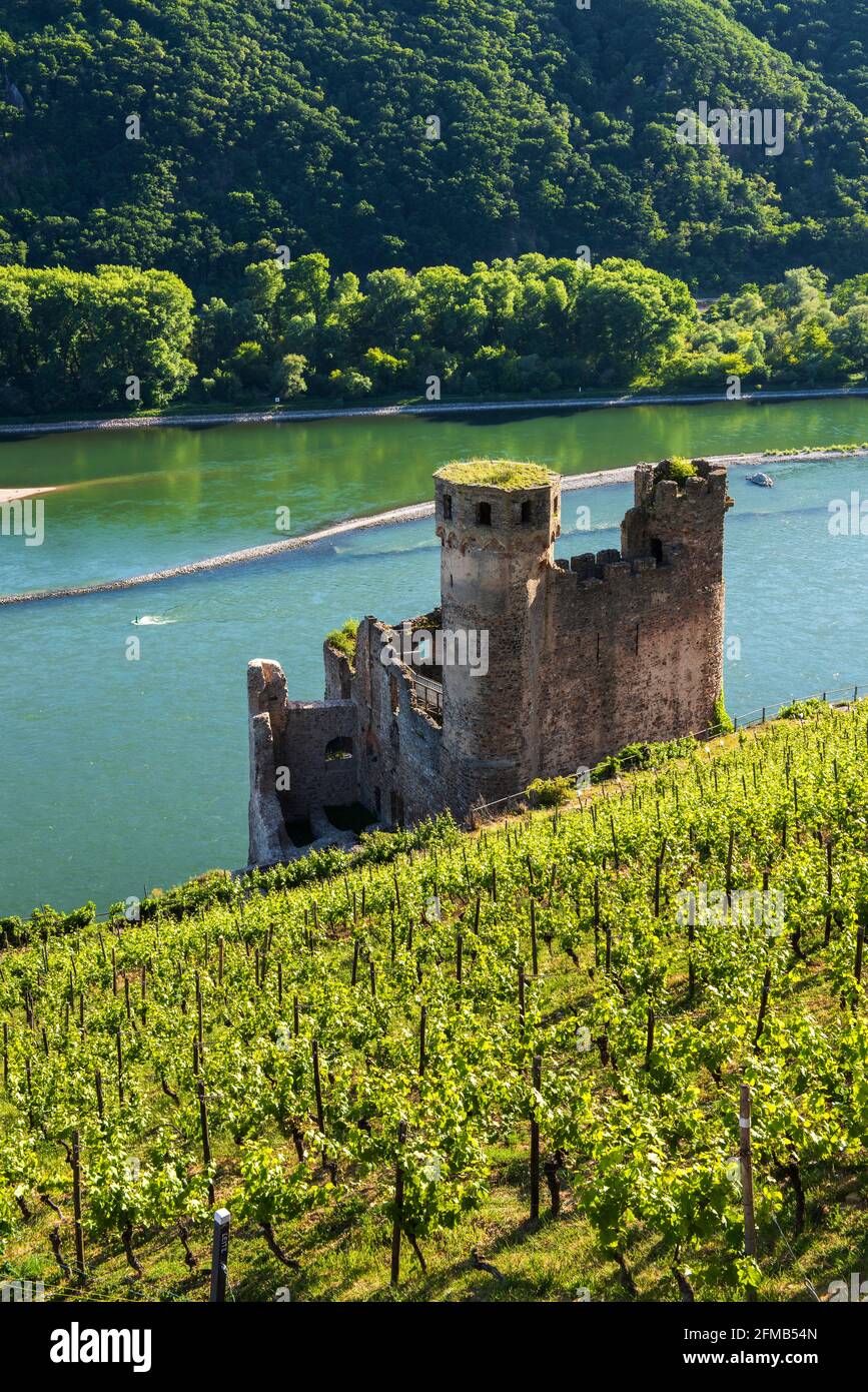 Germany, Hesse, Rheingau, Rüdesheim, Assmannshausen, Ehrenfels castle ruins in the vineyards on the Rhine, Upper Middle Rhine Valley World Heritage Stock Photo