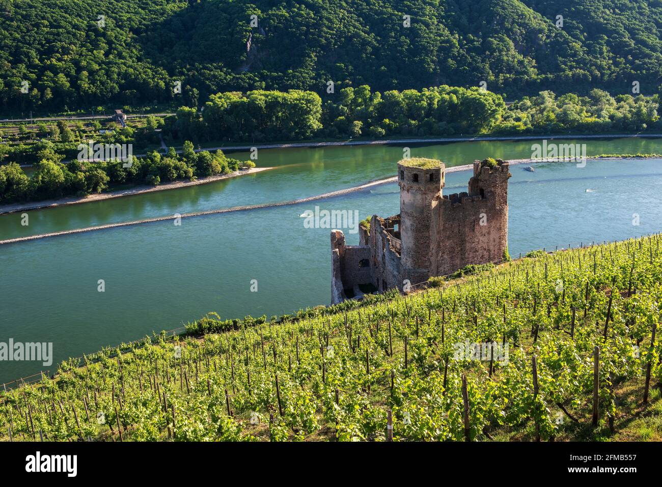 Germany, Hesse, Rheingau, Rüdesheim, Assmannshausen, Ehrenfels castle ruins in the vineyards on the Rhine, Upper Middle Rhine Valley World Heritage Stock Photo