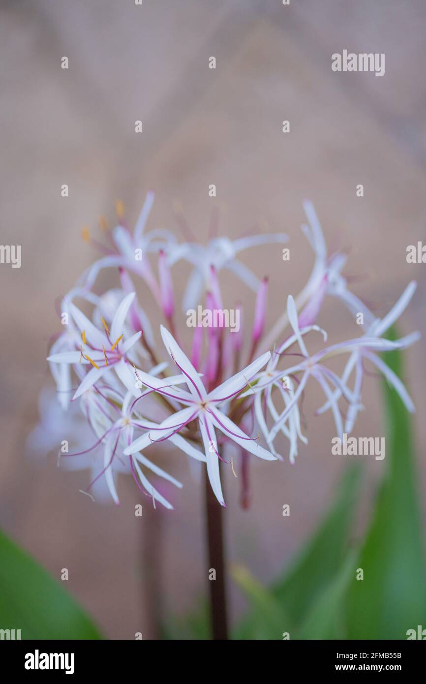 Selective focus shot of Grand crinum lily flower in the garden Stock Photo