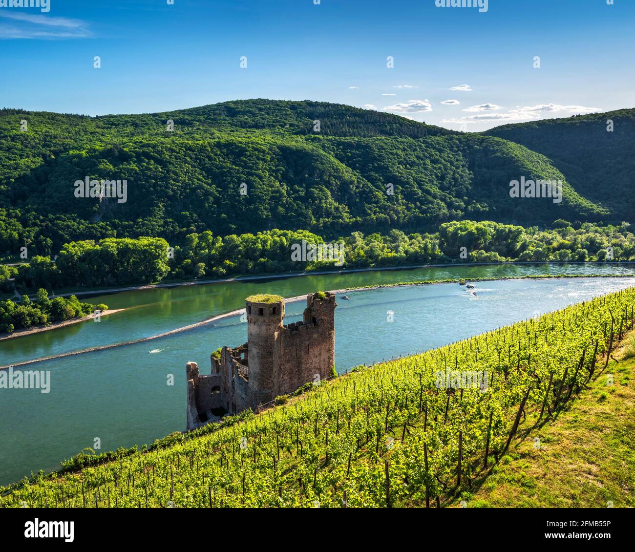 Germany, Hesse, Rheingau, Rüdesheim, Assmannshausen, Ehrenfels castle ruins in the vineyards on the Rhine, Upper Middle Rhine Valley World Heritage Stock Photo