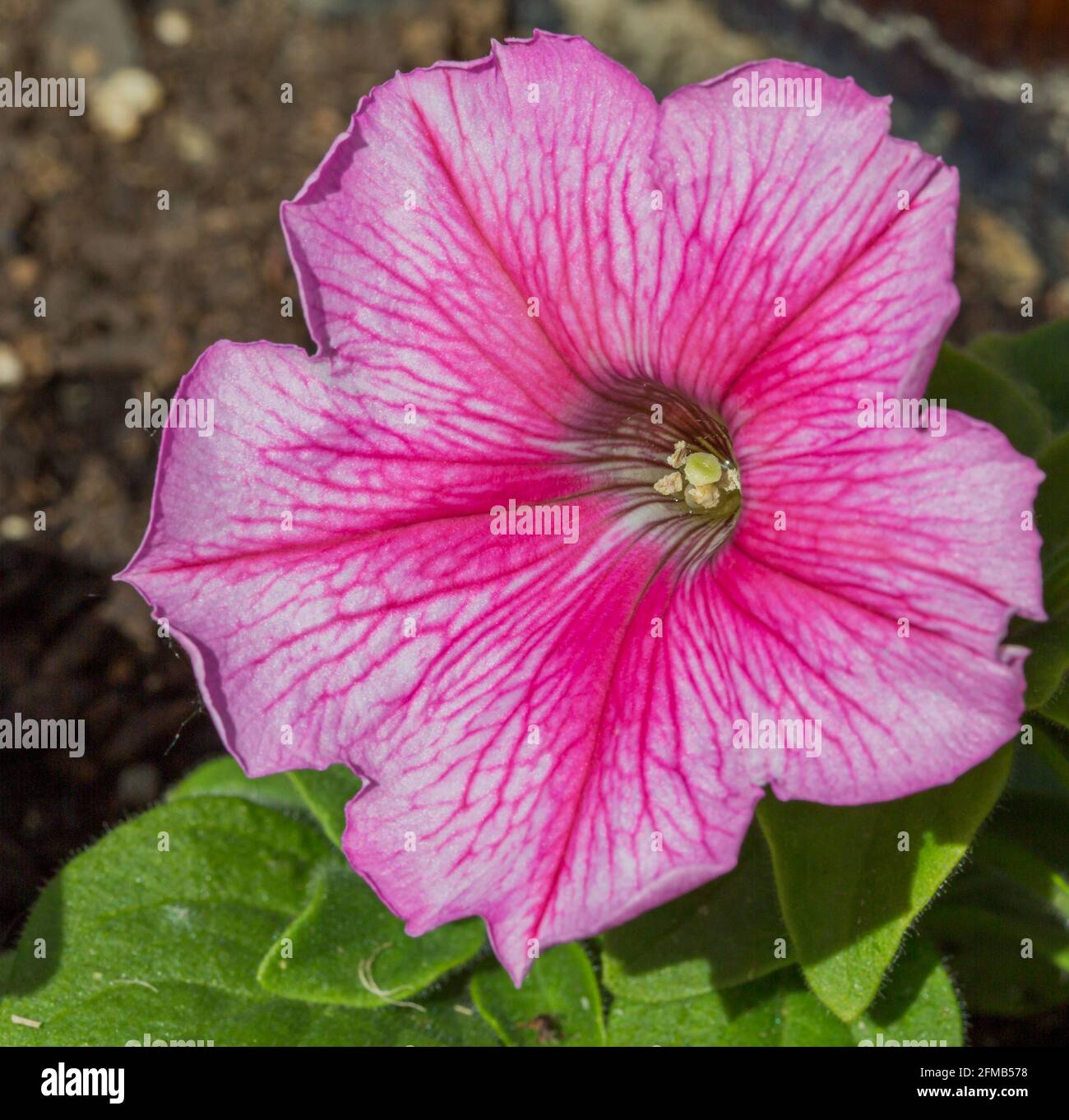Pink Petunia Flower Macro Closeup Stock Photo