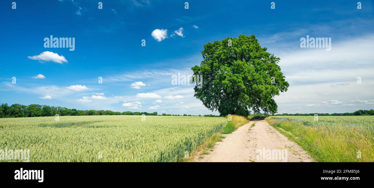 Germany, Mecklenburg-Western Pomerania, near Wittenburg, solitary oak on the dirt road through green fields in spring Stock Photo