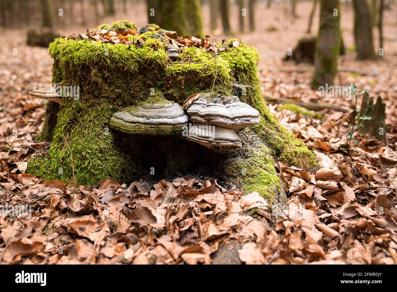 Mushrooms on the mossy tree stump in autumn forest Stock Photo - Alamy