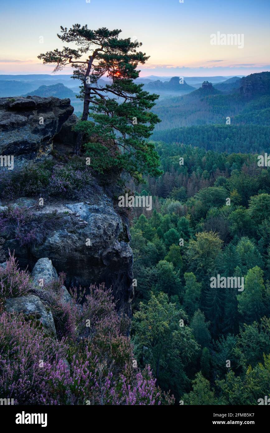 Germany, Saxony, Elbe Sandstone Mountains, Saxon Switzerland National Park, Kiefer am Gleitmannshorn with a view over the Kleiner Zschand with blooming heather at sunrise Stock Photo