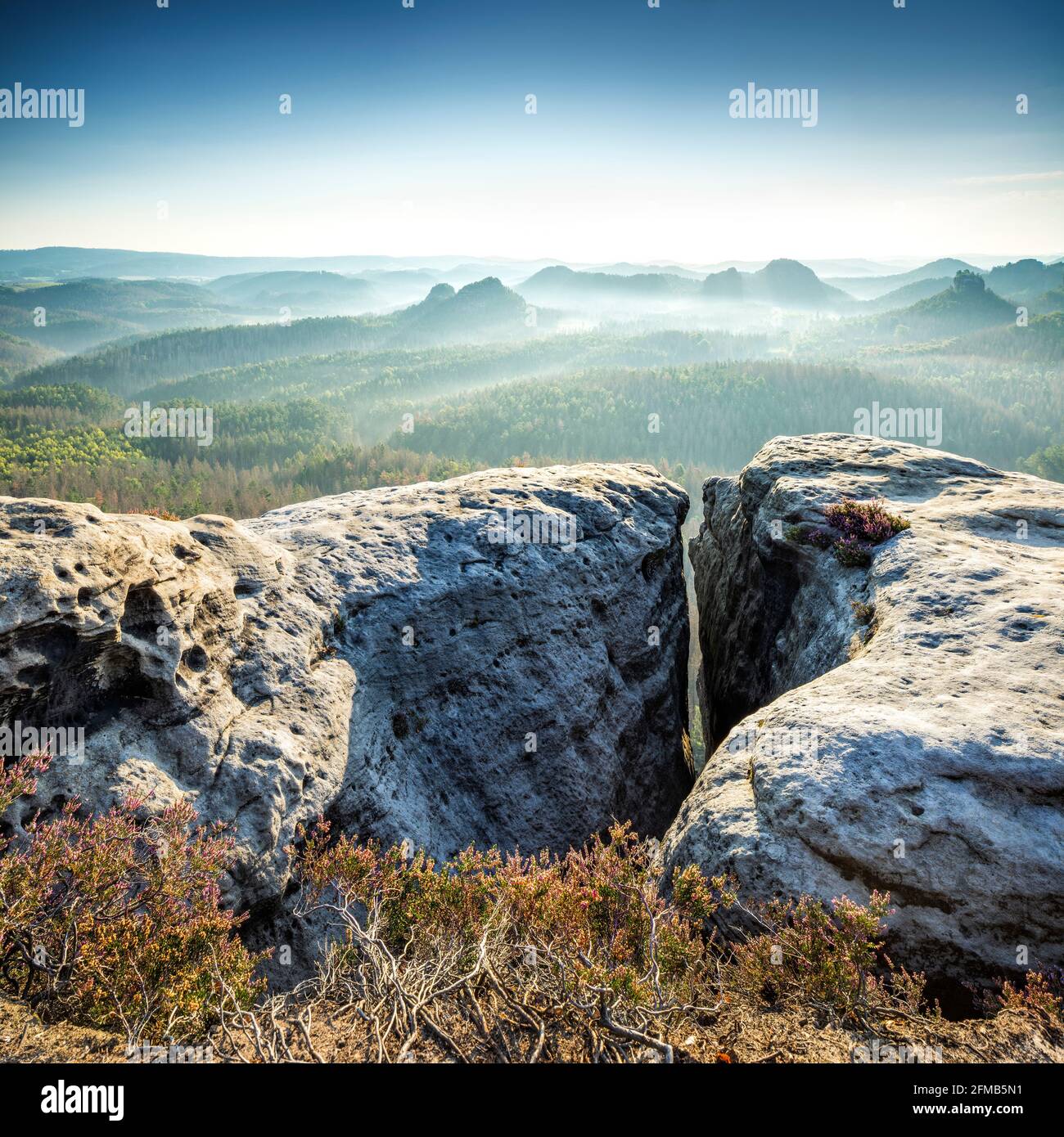 Germany, Saxony, Elbe Sandstone Mountains, Saxon Switzerland National Park, view over the Kleiner Zschand with blooming heather and crevice in the morning light Stock Photo