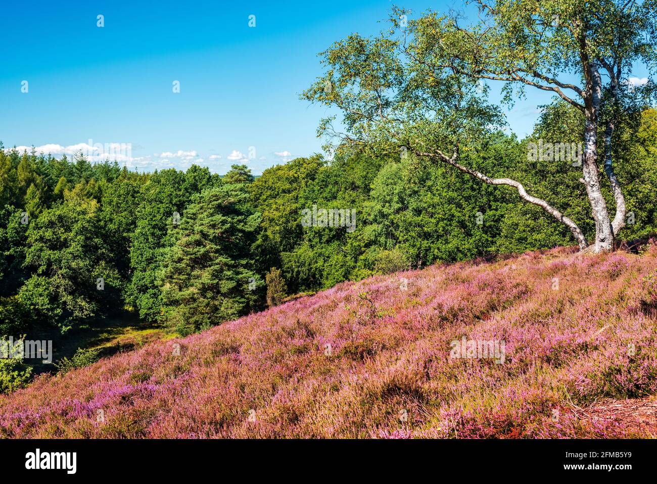 Typical heather landscape with blooming heather and birch trees on hill, Lüneburg Heath, near Egestorf, Lower Saxony, Germany Stock Photo