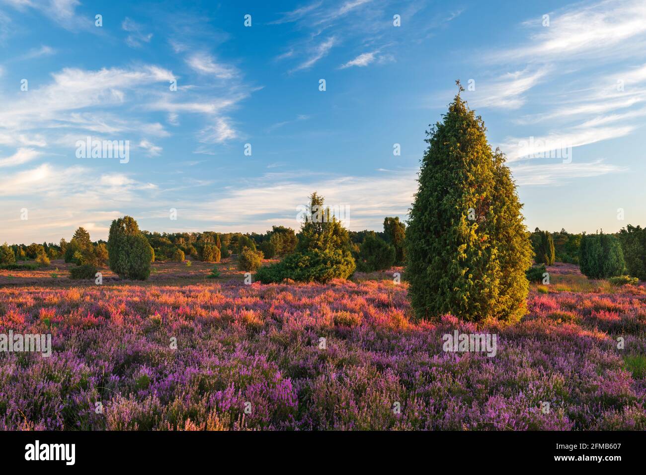 Typical heathland landscape with blooming heather and juniper in the last evening light, Lueneburg Heath, Lower Saxony, Germany Stock Photo