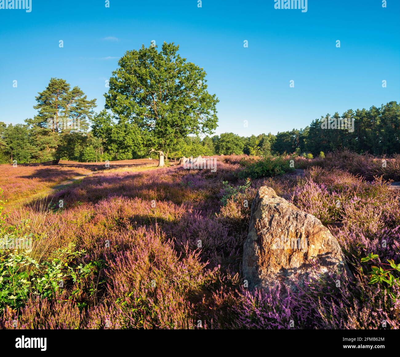 Large stone grave, heather landscape with blooming heather, Oldendorfer Totenstatt, Lüneburg Heath, Amelinghausen, Lower Saxony, Germany Stock Photo