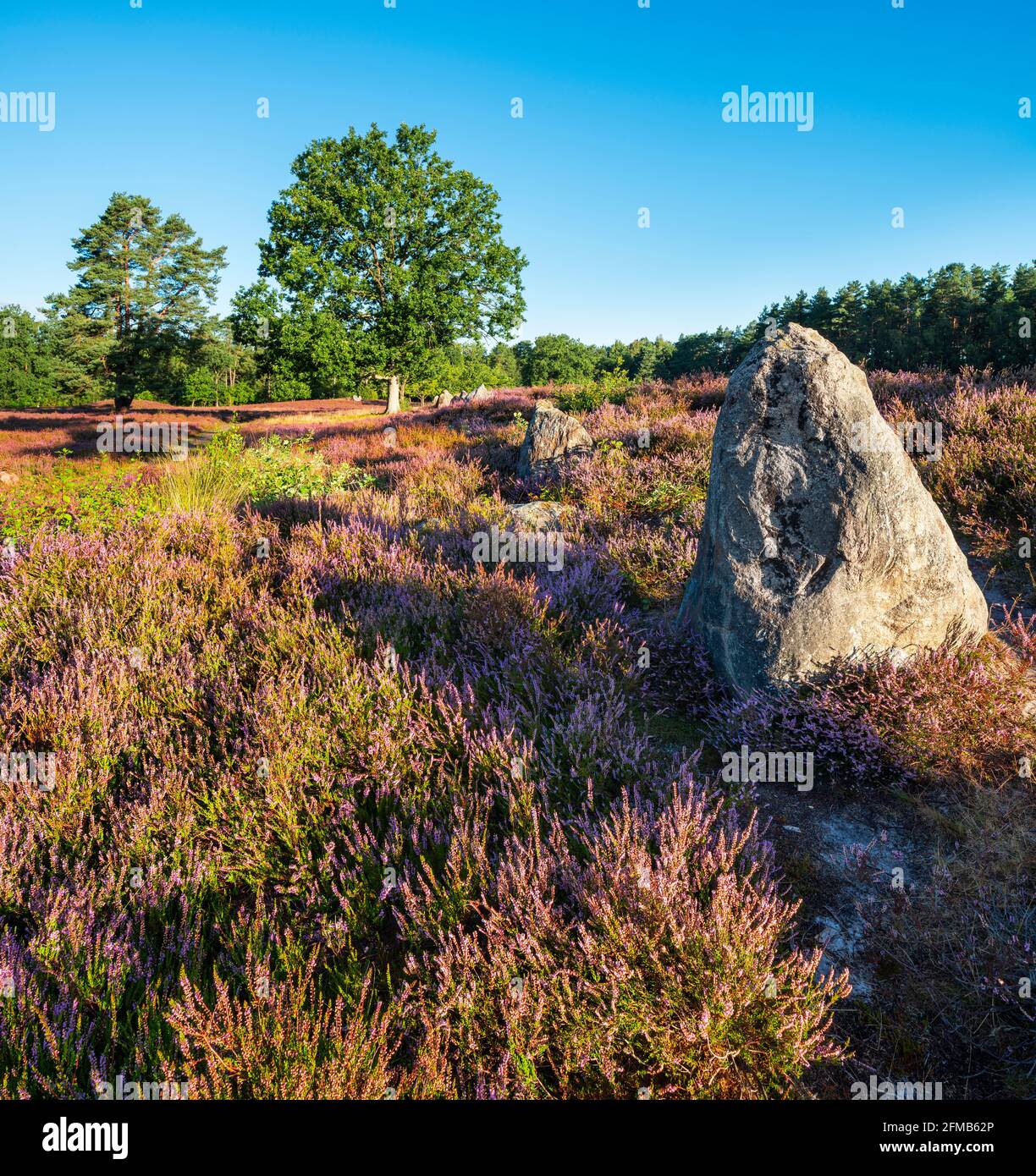 Large stone grave, heather landscape with blooming heather, Oldendorfer Totenstatt, Lüneburg Heath, Amelinghausen, Lower Saxony, Germany Stock Photo