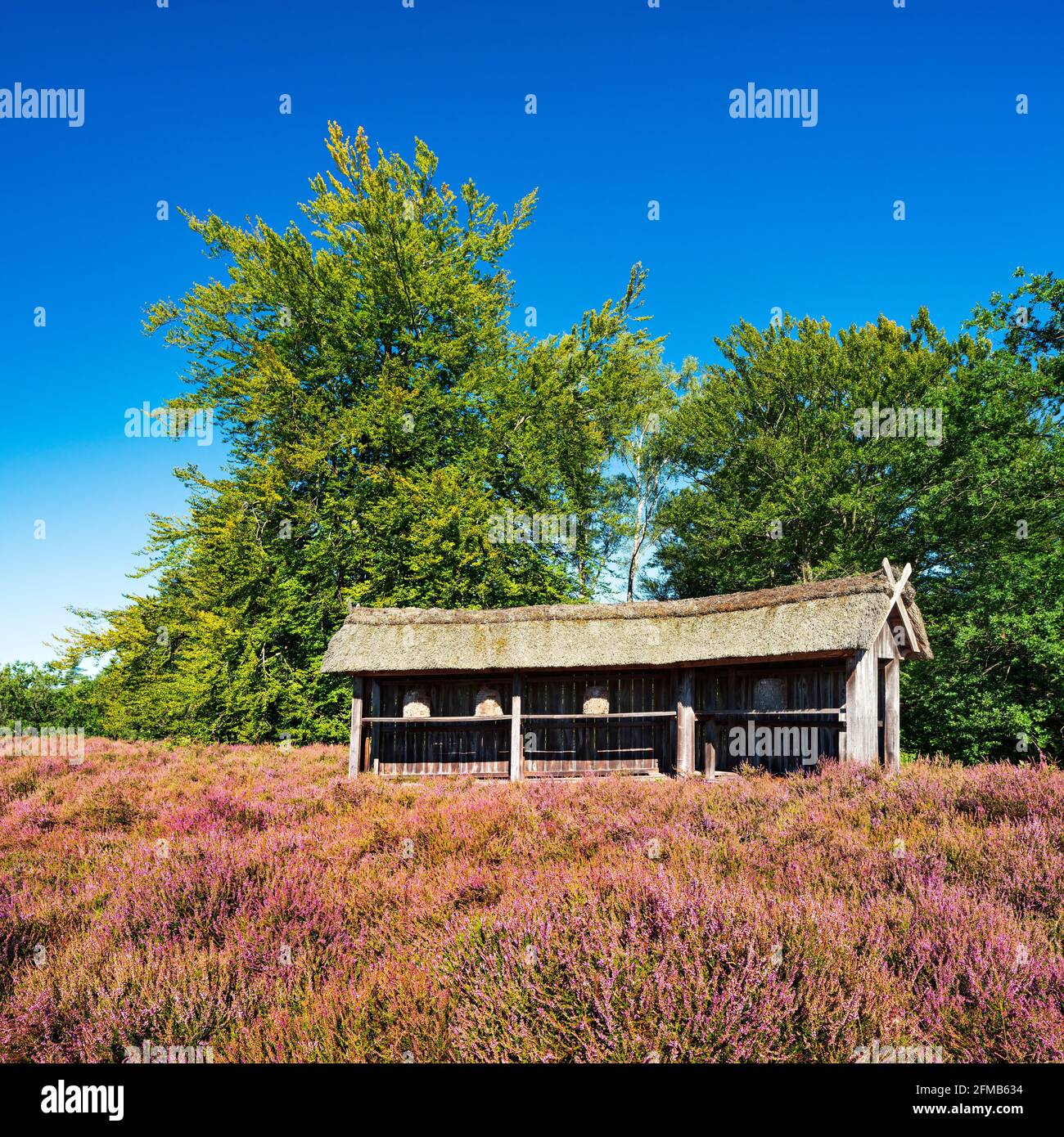 Typical heather landscape with traditional beehive and flowering heather, Lueneburg Heath, Lower Saxony, Germany Stock Photo