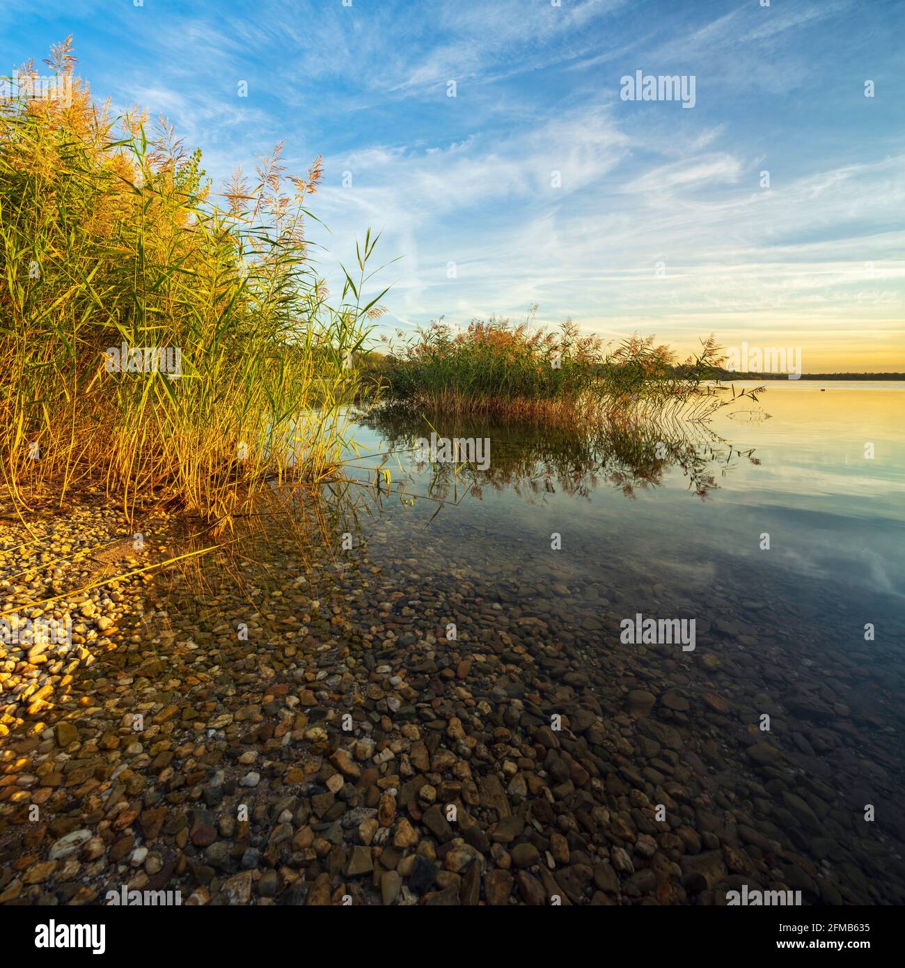 Germany, Saxony-Anhalt, Geiseltalsee, reeds, morning light Stock Photo