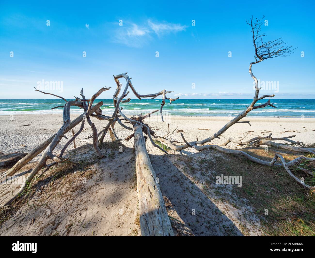 Uprooted tree on the beach of the Baltic Sea, sandy beach with dune, Fischland-Darß-Zingst peninsula, Western Pomerania Lagoon Area National Park, Mecklenburg-Western Pomerania, Germany Stock Photo
