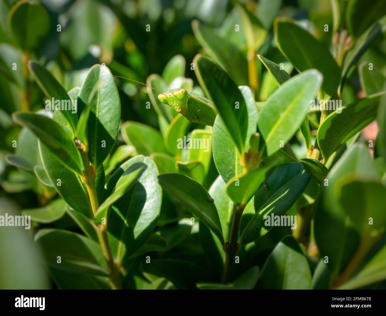 Preying Mantis camoflaged on a green bush Stock Photo